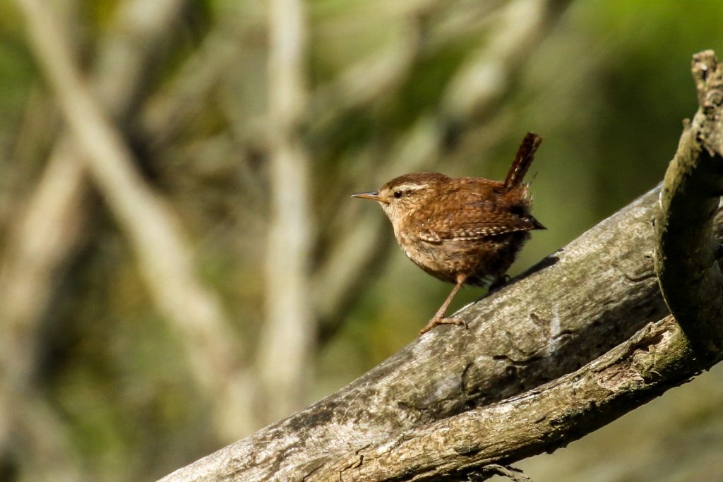 Bird Watching Dublin