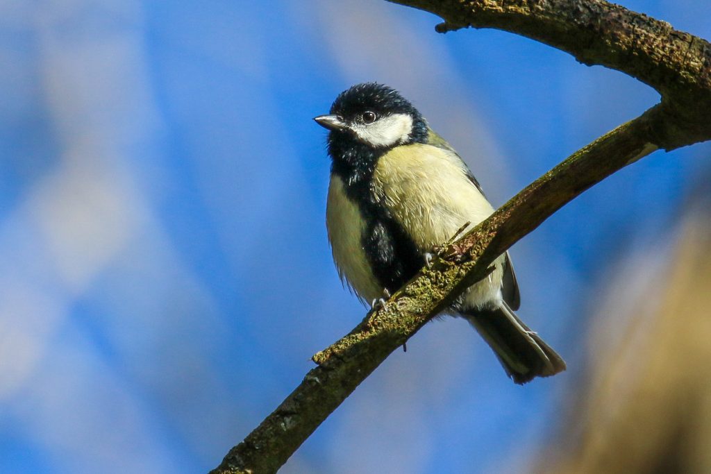 bird watching newbridge house dublin