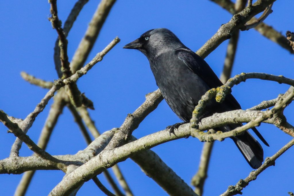 bird watching newbridge house dublin