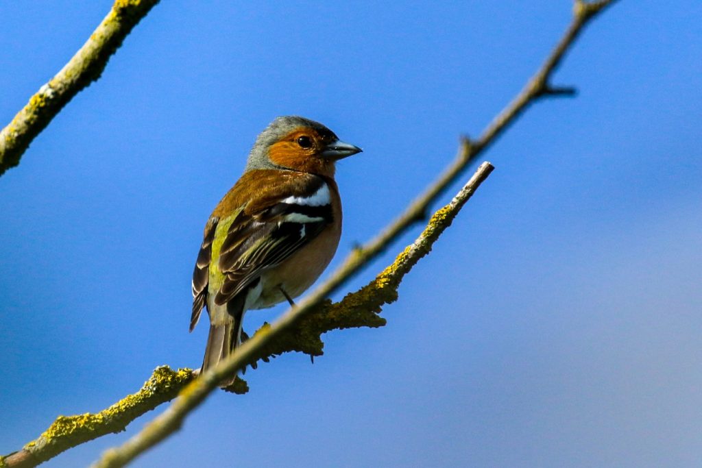 bird watching newbridge house dublin