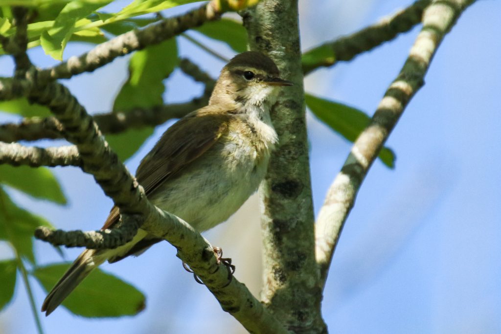 bird watching newbridge house dublin