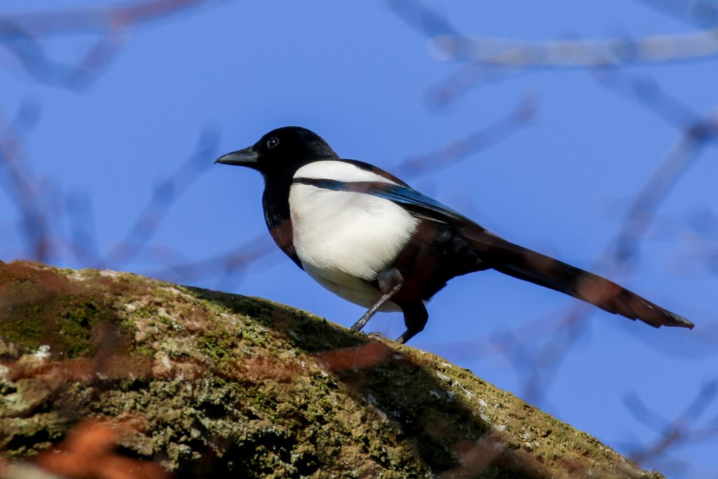 bird watching newbridge house dublin