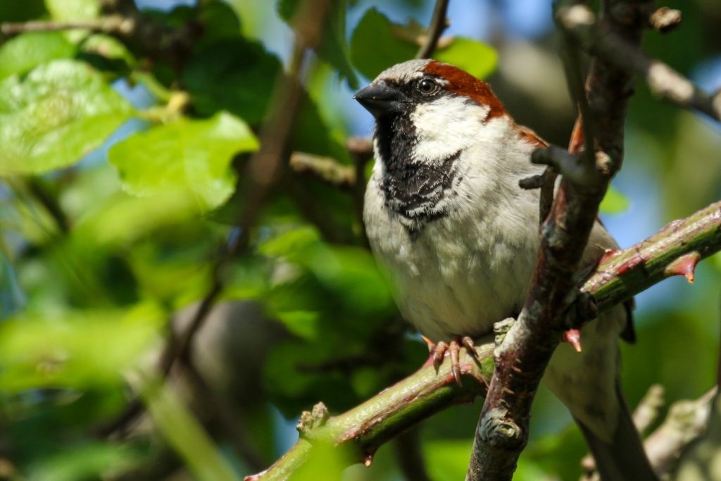 bird watching newbridge house dublin