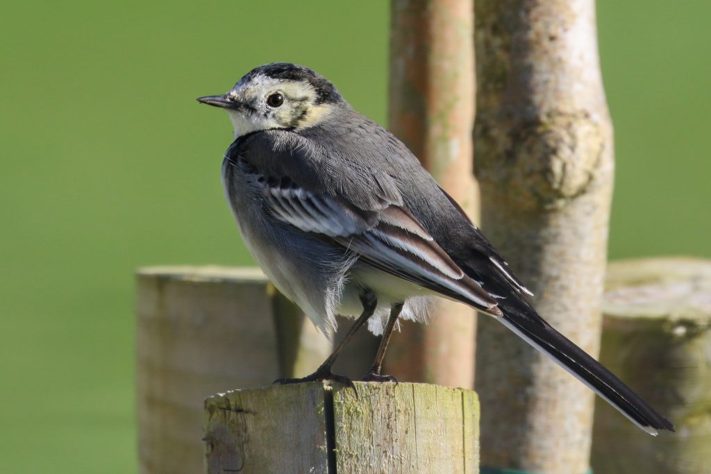 bird watching newbridge house dublin