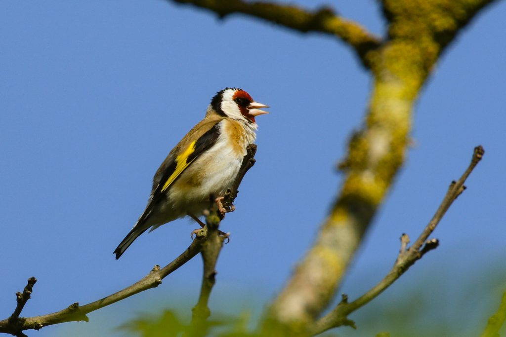 bird watching newbridge house dublin