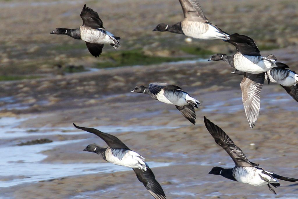 bird watching dublin north malahide