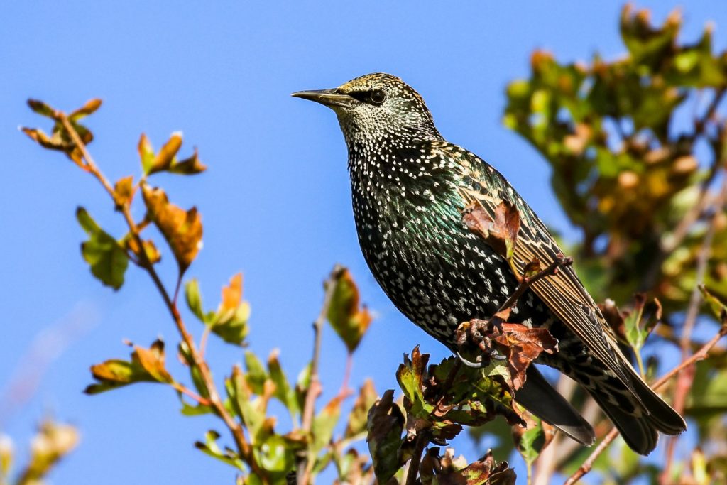 bird watching dublin north malahide