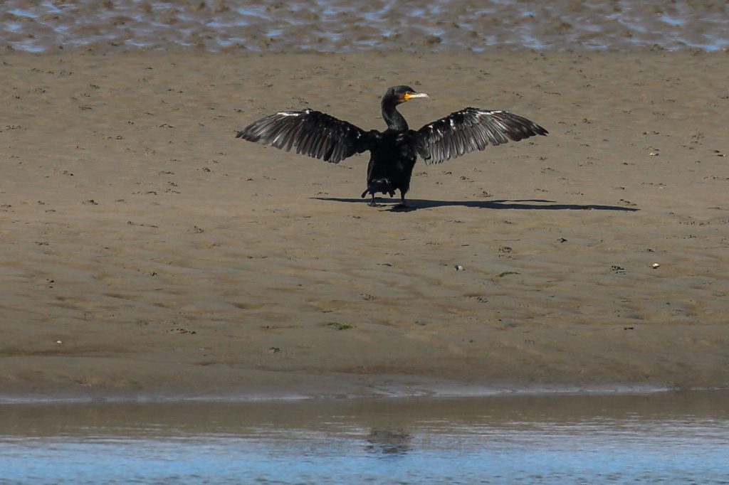 bird watching dublin north malahide