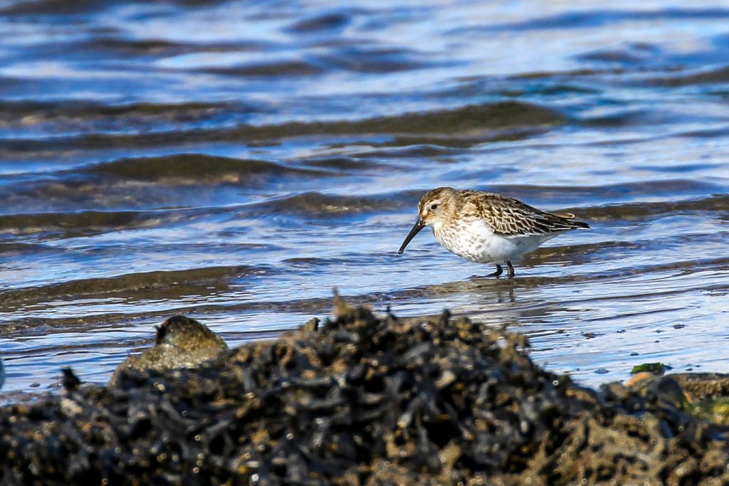 bird watching dublin north malahide