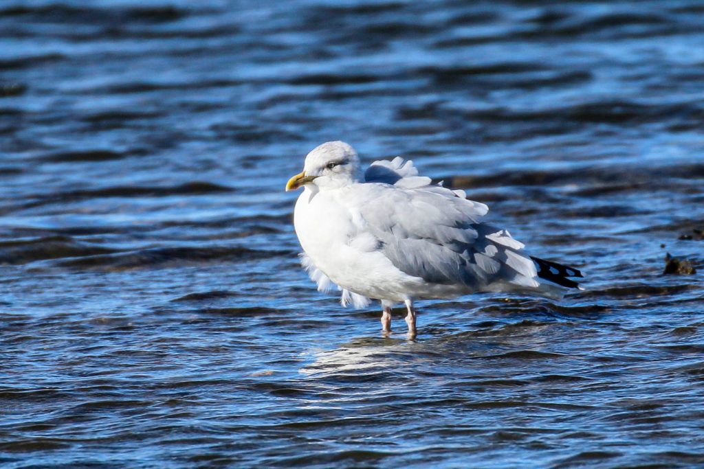 bird watching dublin north malahide