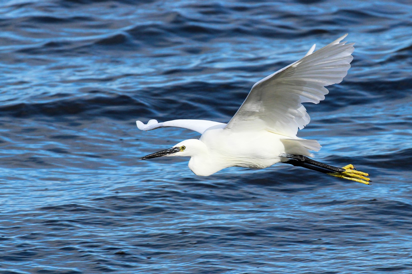 Bird Watching Ireland