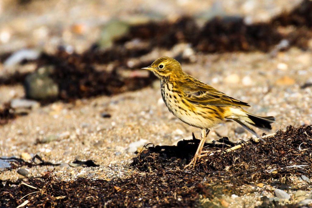 bird watching dublin north malahide