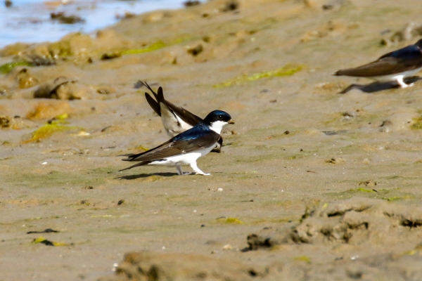 House Martins hunting for flies on the beach at Malahide Dublin, at low tide