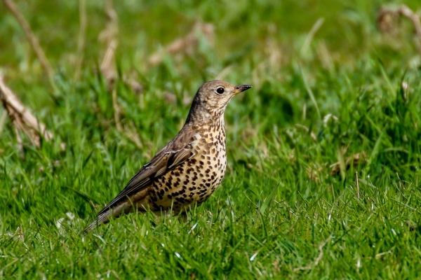 A Song Thrush stands erect on green grass at the back of Malachite Beach, Dublin