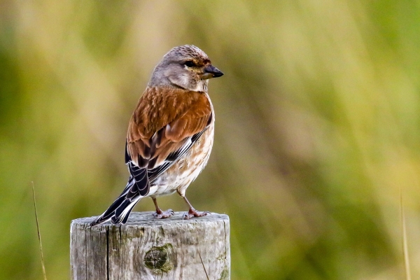 A Linnet standing on a fence post with a green backdrop of wild grasses