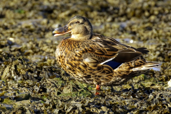 A Female Mallard blends into the shingle and seaweed on Malahide Beach, Dublin