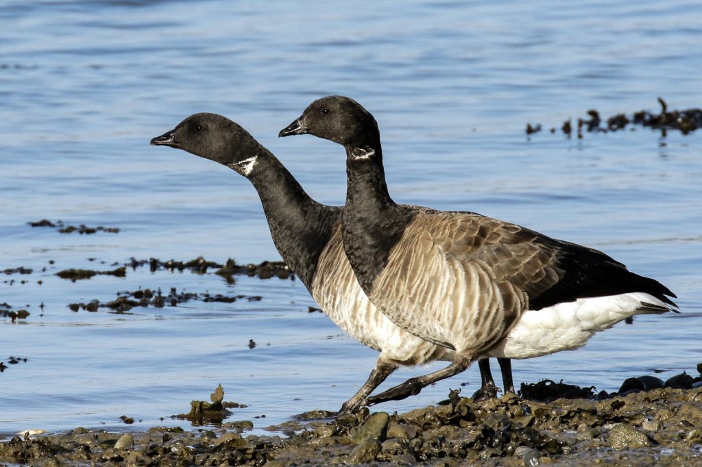 Bird Watching Dublin Malahide