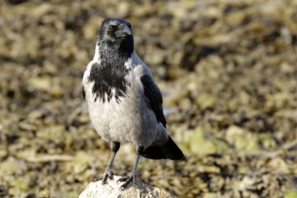 A Hooded Crow stands on a rock on Malachite Beach, Dublin