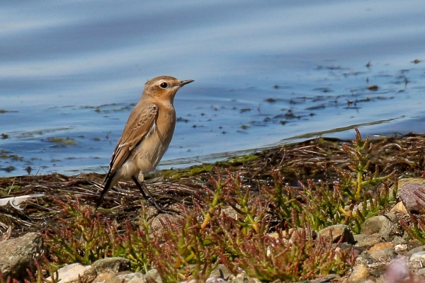 A Wheatear standing at the edge of the lake shore at Our Lady's Island, Wexford
