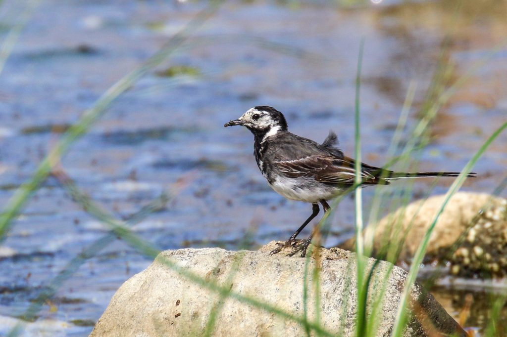 Bird Watching Wexford