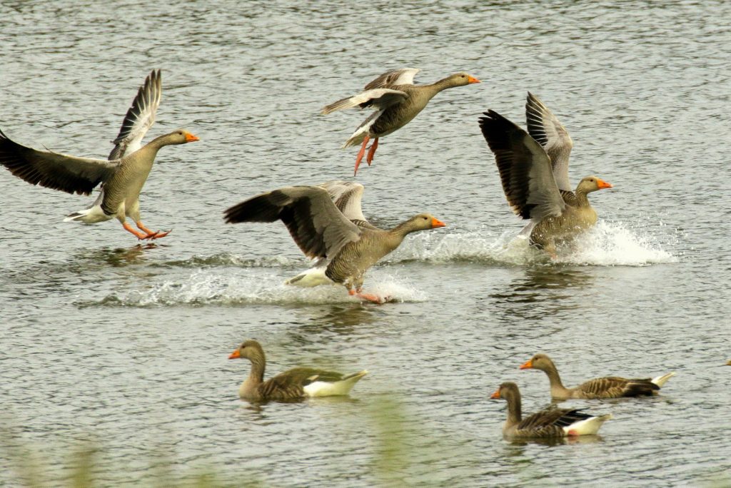 bird watching ireland
