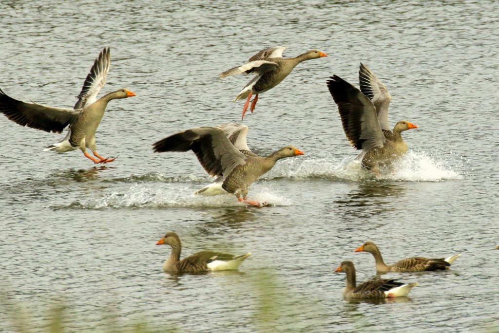 bird watching ireland