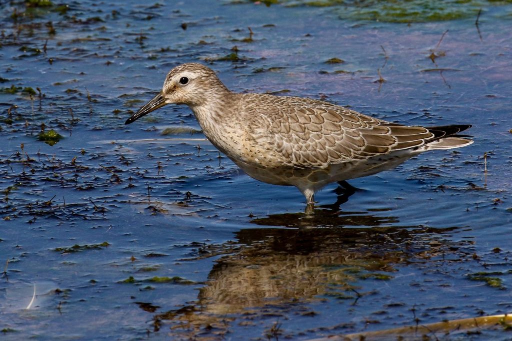 bird watching ireland