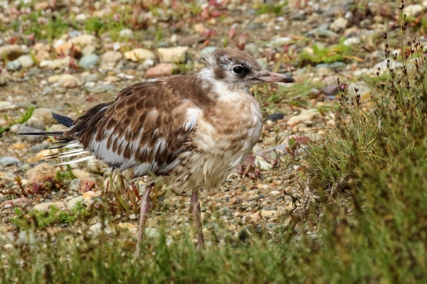 A Gull chick at Our Lady's Island, Wexford