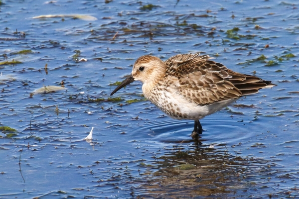 A Dunlin standing in shallow water at the edge of the lake, Our Lady's Island, Wexford