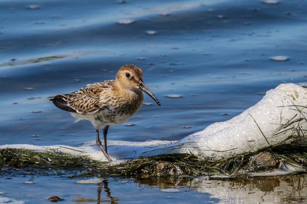 Bird Watching Wexford