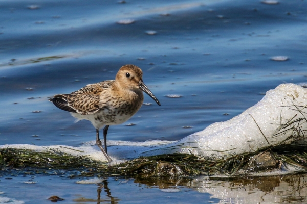 Dunlin at the lake edge, Our Lady's Island, Wexford