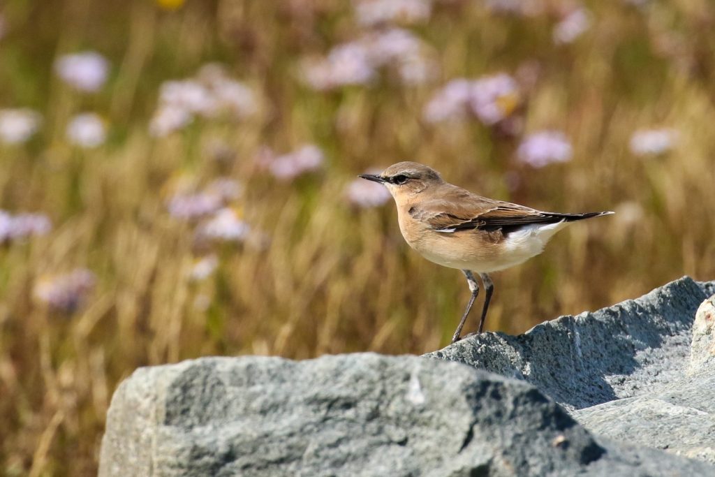 Bird Watching Wexford