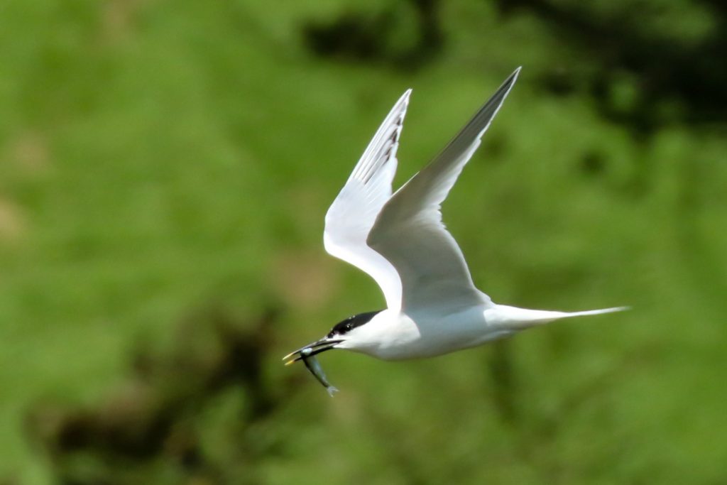 Bird Watching Wexford