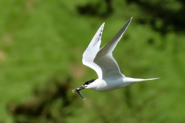 A Sandwich Tern with a sand eel in its beak flies over the lake at Our Lady's Island, Wexford