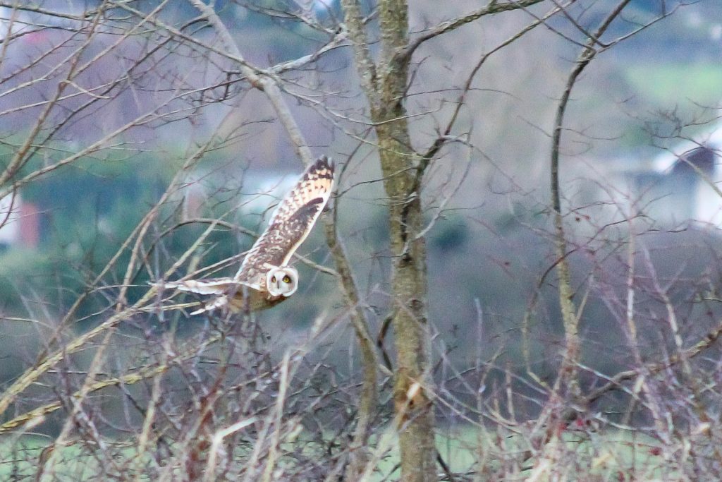 bird watching ireland