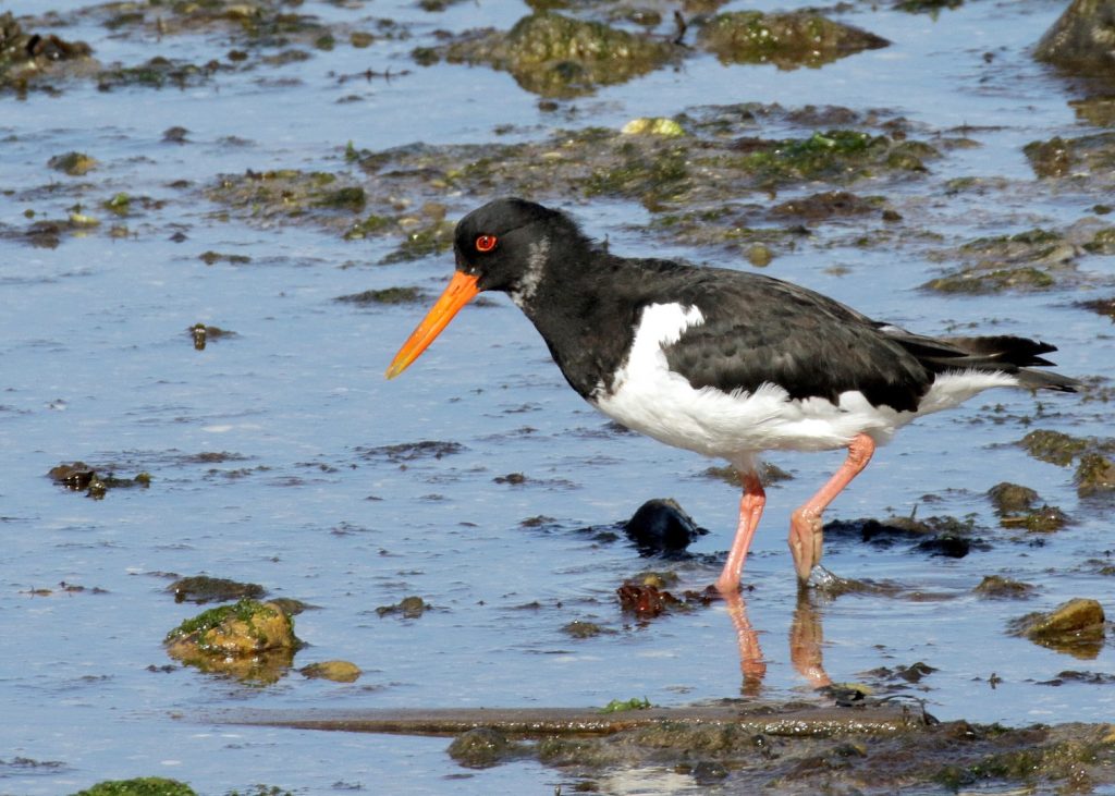 bird watching ireland