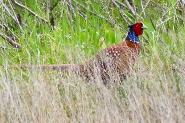 Pheasant walking through a field at Turvey Nature Reserve, Dublin
