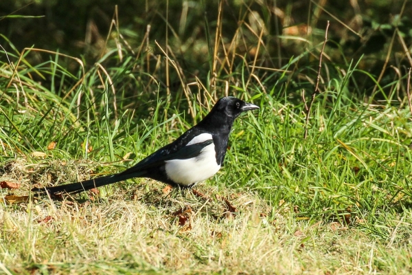 A Magpie in the grass at the Phoenix Park, Dublin