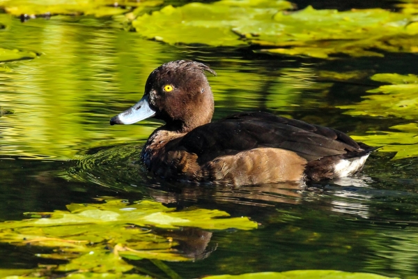 A Tufted Suck swims through Green Leaves on the pond in the Phoenix Park, Dublin