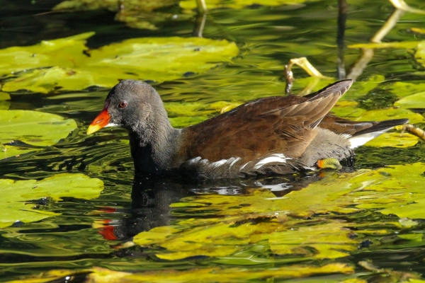 A Moorhen contrasts with the green coloured water in the Furry Glen, Phoenix Park, Dublin