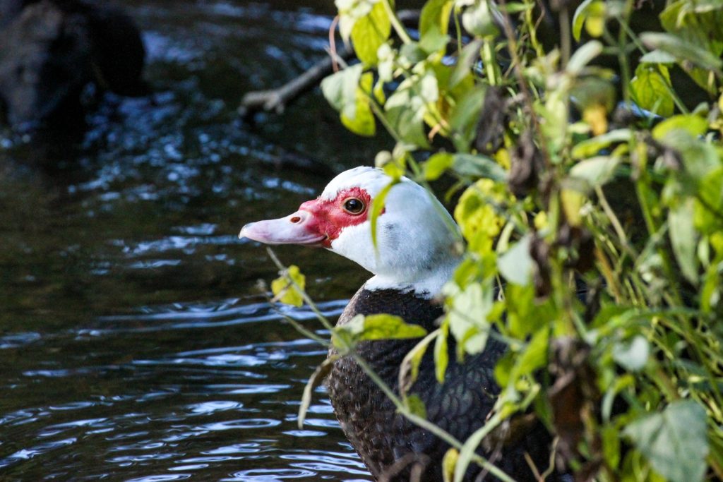 bird watching dublin phoenix park