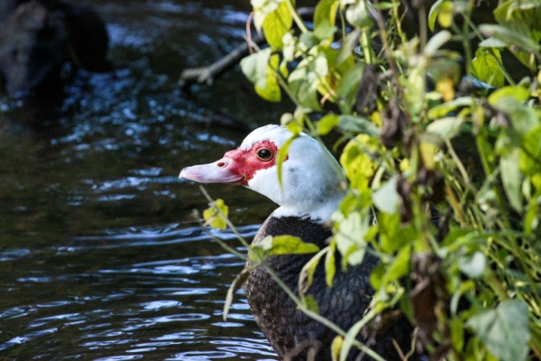 A Muscovy Duck sites ion the edge of the pond in the Phoenix Park, Dublin