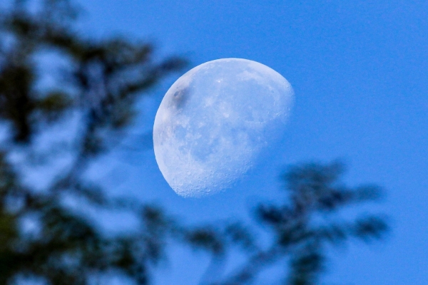 The Moon is visible in daylight above the trees in the Furry Glen, Phoenix Park, Dublin