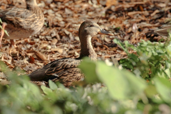 A Mallard blends into the background of vegitation in the Phoenix Park, Dublin