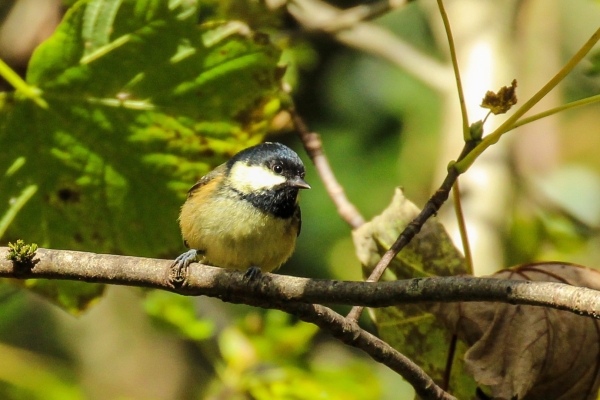 A Great Tit sites on a branch of a tree in the Phoenix Park, Dublin