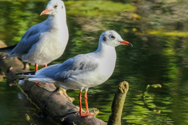 A Pair of Black Headed Gulls at the Phoenix Park, Dublin