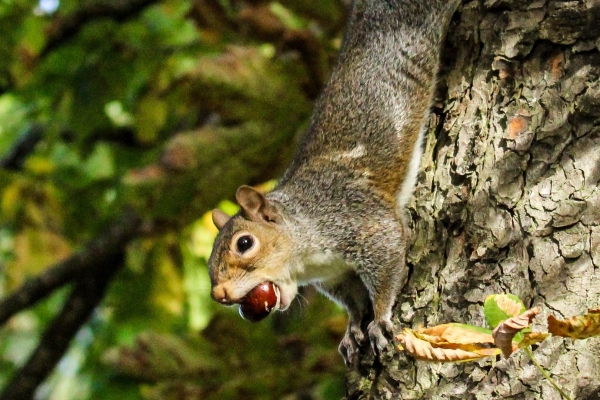 A Grey Squirrel climbing down a tree, with a chestnut in its mouth at the Phoenix Park, Dublin