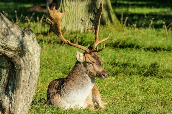 A large Stag sits on the grass in sunlight at the Phoenix Park, Dublin