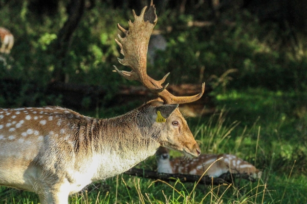 A large stag shows its antlers in the Phoenix Park, Dublin