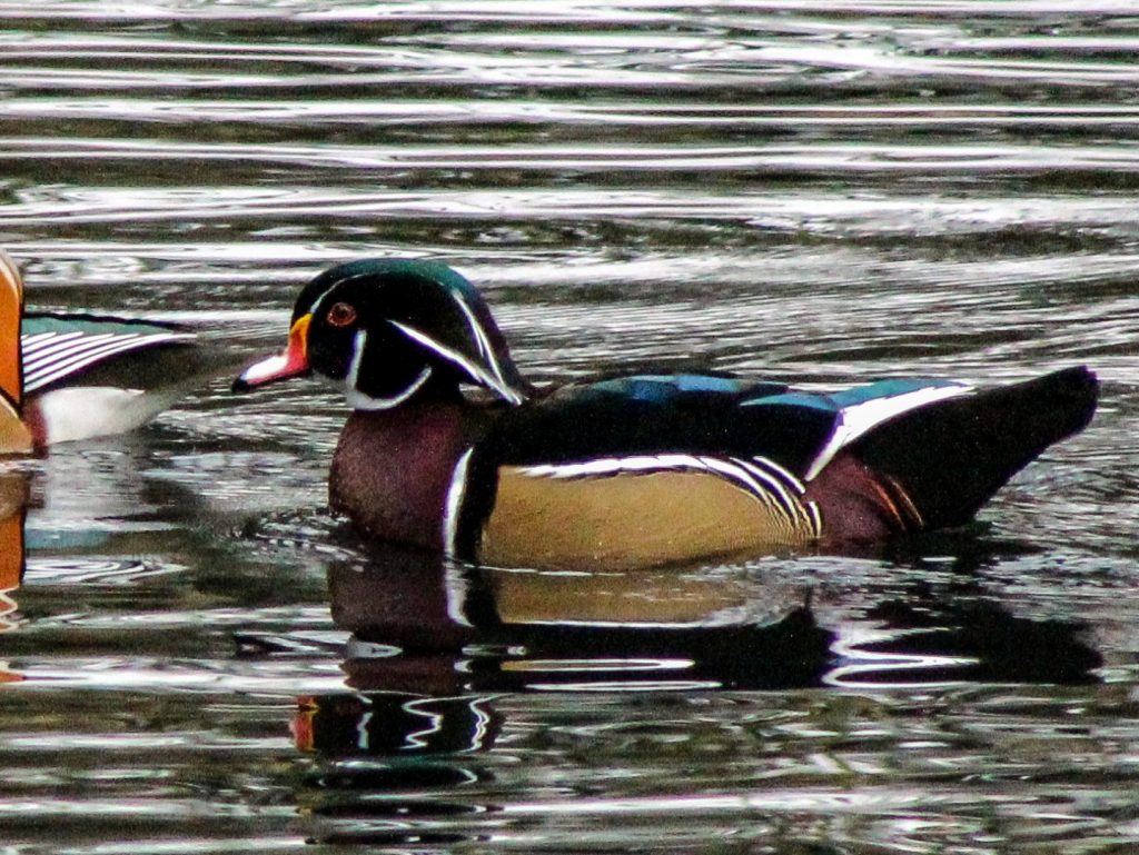 bird watching dublin phoenix park